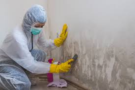 Best Industrial Mold Remediation  in New Market, VA